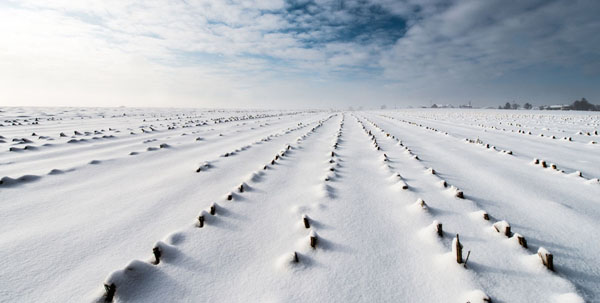 Photograph Gian Paolo Tosin Winter Corn Field on One Eyeland